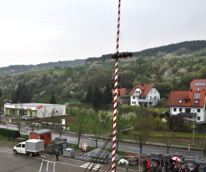 maibaum