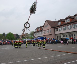 maibaum 2013
