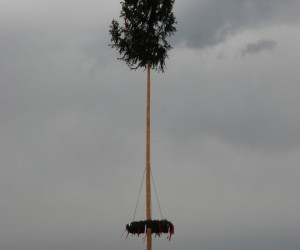 maibaum 2015