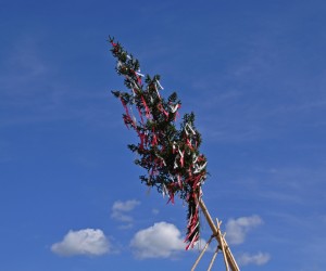 maibaum 300423